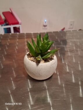Mini Succulent Planter in White - Small Decorative Home Accent